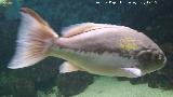Pez Falso abadejo - Epinephelus costae. Santa Pola