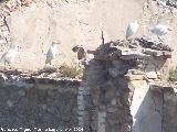 Pjaro Garceta - Egretta garzetta. Cortijo de Alejo - Baeza