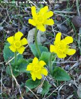 Botn de oro - Ranunculus demissus. Portillo del Fraile - Jan