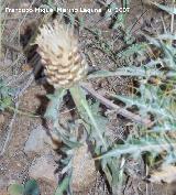 Cuchara de pastor - Leuzea conifera. Segura