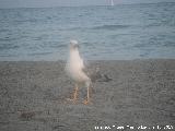 Pjaro Gaviota patiamarilla - Larus cachinnans. Santa Pola