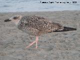 Pjaro Gaviota patiamarilla - Larus cachinnans. Cra. Santa Pola