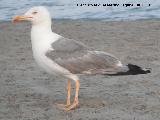 Pjaro Gaviota patiamarilla - Larus cachinnans. Santa Pola