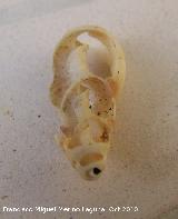 Caracola Cerithium alucaster - Cerithium alucaster. Parte interna. Cdiz