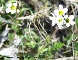 Saxifraga camposii - Saxifraga camposii. Fuente de la Pea - Jan