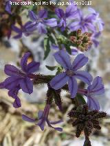 Belesa - Plumbago europaea. El Chorro - Quesada