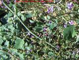 Belesa - Plumbago europaea. Hojas. Giribaile - Vilches