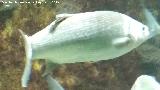 Pez Lubina - Dicentrarchus labrax. Santa Pola