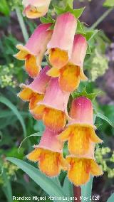 Dedalera obscura