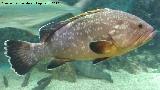 Pez Mero - Epinephelus marginatus. Santa Pola