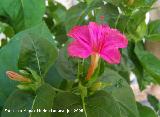 Dondiego de noche - Mirabilis jalapa. Los Villares