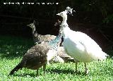 Pjaro Pavo real - Pavo cristatus. Crdoba