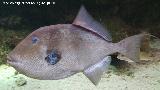 Pez ballesta - Balistes carolinensis. Santa Pola
