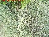 Efedra - Ephedra fragilis. Zagrilla Baja - Priego de Crdoba