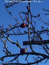 Escaramujo - Rosa canina. Frutos. Jabalcuz - Jan