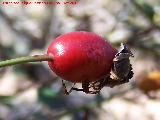 Escaramujo - Rosa canina. Pilago - Linares