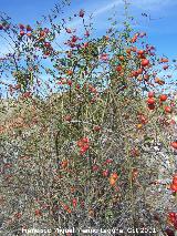 Escaramujo - Rosa canina. San Miguel - Linares