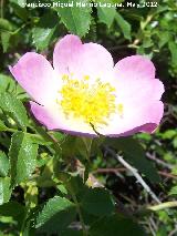 Escaramujo - Rosa canina. Tajos de San Marcos - Alcal la Real