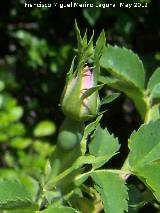 Escaramujo - Rosa canina. Capullo. Tajos de San Marcos - Alcal la Real