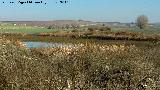 Parque Nacional de Las Tablas de Daimiel. Desde el Molino Grin