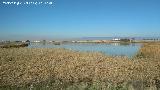 Parque Nacional de Las Tablas de Daimiel. 