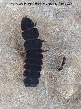 Luci�rnaga - Nyctophila reichii. Comparada con un hormiga negra. La Venta - Los Villares
