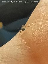Pulg�n del algarrobo - Aphis craccivora. Los Villares