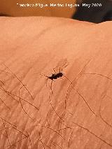 Pulg�n del algarrobo - Aphis craccivora. Los Villares