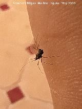 Pulg�n del algarrobo - Aphis craccivora. Los Villares