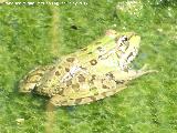 Rana - Pelophylax perezi. Tozar - Mocln