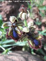 Orqudea espejo de Venus - Ophrys speculum. Arquillos el Viejo - Vilches