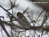 Pjaro Pinzn - Fringilla coelebs. Baeza