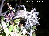 Araa Tarntula europea - Lycosa tarantula. Loma del Potro - Valdepeas de Jan