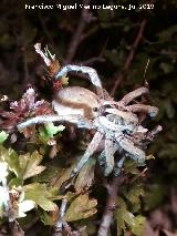 Araa Tarntula europea - Lycosa tarantula. Loma del Potro - Valdepeas de Jan