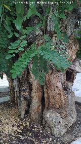 Falsa acacia - Robinia pseudoacacia. Falsa acacia del Cuarto Real de Santo Domingo - Granada