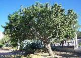 Jardn de cactus y suculentas. Arbol de los dedos