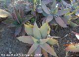 Jardn de cactus y suculentas. Cactus Aloe striata