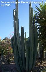 Jardn de cactus y suculentas. Cactus rgano