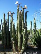 Jardn de cactus y suculentas. Cactus de San Pedro