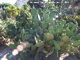 Jardn de cactus y suculentas. Cactus Chumbera