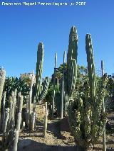 Jardn de cactus y suculentas. 