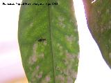 Mosca blanca de los ctricos - Aleurothrixus floccosus . Los Villares