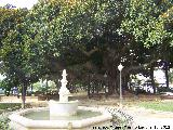 Ficus de hoja grande - Ficus elastica. Parque Canalejas - Alicante