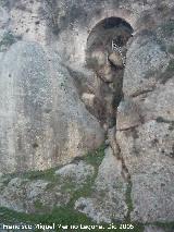 Murallas de Ronda. Murallas de la Cijara. Salida de aguas