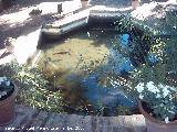 Jardines del Rey Moro. Estanque