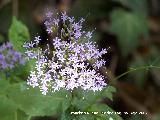 Flor de la viuda - Trachelium caeruleum. Las Chorreras Valdepeas