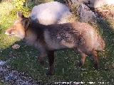 Zorro - Vulpes vulpes. Camino del Poyo de las Palomas - Quesada
