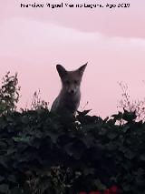 Zorro - Vulpes vulpes. Majada de la Carrasca - Villacarrillo