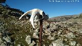 Cabra montesa - Capra pyrenaica. Crneo. Lomas de Carboneros - Valdepeas de Jan