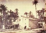 Palmeral de Elche. 1870